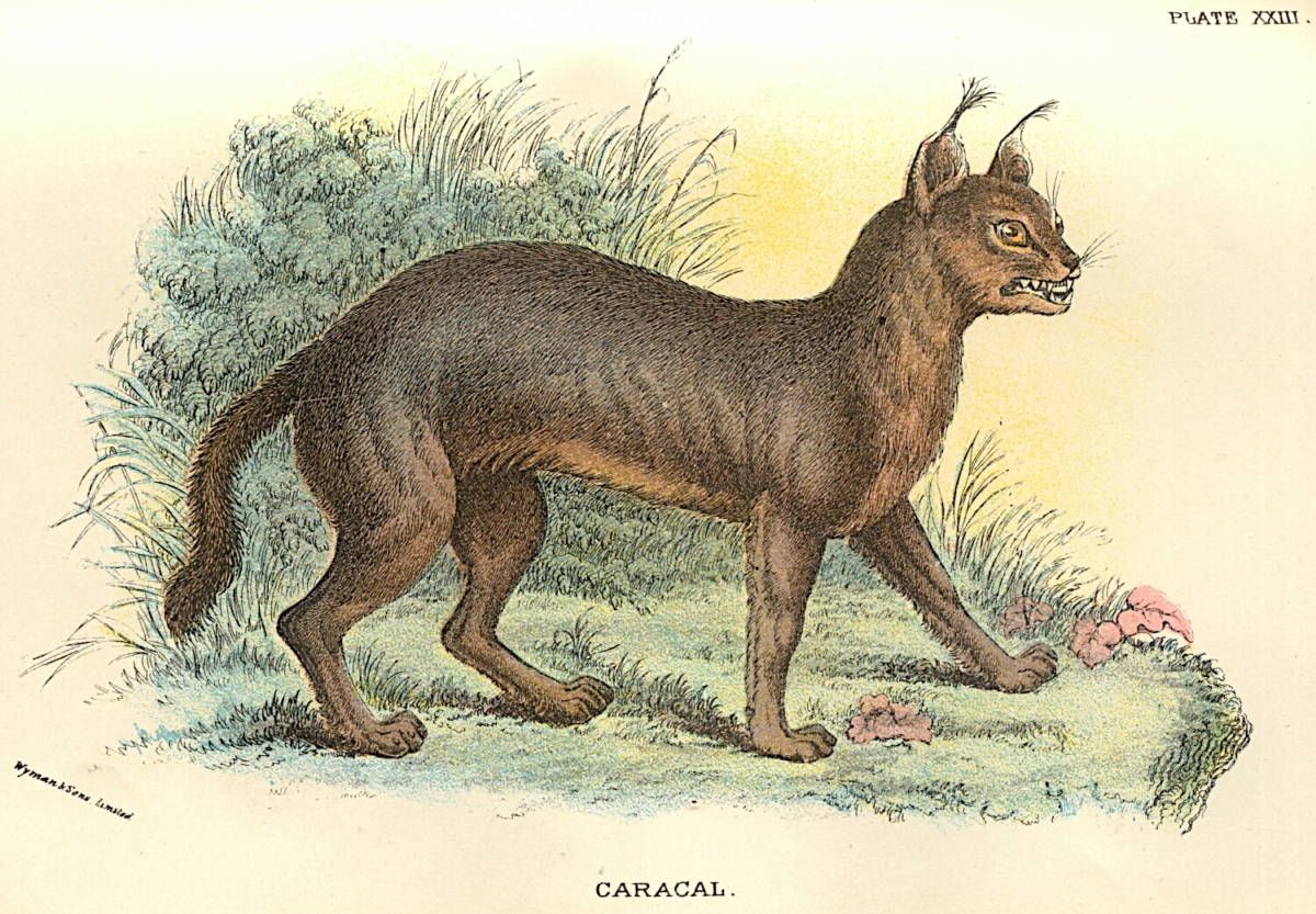 A old colour drawing of an ugly cat baring its teeth (a caracal)